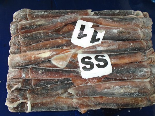 whole squid